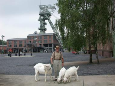 Der Kreisverband der Ziegenzüchter in Dortmund zeigt am Wochenende im LWL-Museum 55 'Bermannskühe' und zahlreiche andere Tiere.<br>Foto:LWL/Hudemann</br>