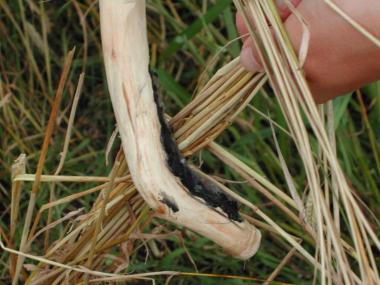 Ernten wie die ersten Bauern. <br>Foto: LWL</br>