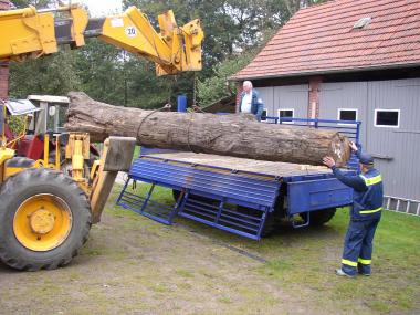 Uralte Bäume auf dem Weg ins neue Museum. <br>Foto: LWL/Mühlenbrock</br>