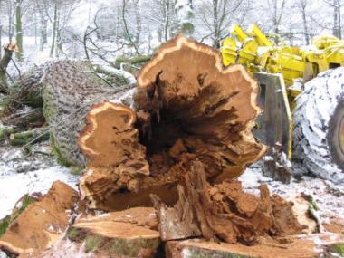 Fällaktion in Dalheim. <br>Foto: LWL</br>