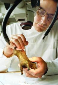 Für das neue Archäologie-Museum in Herne reinigt der Restaurator den kleinen Bronzehirsch, der erst im vergangenen Jahr in Hamm ausgegraben wurde. <br>Foto: LWL/Egbert</br>