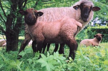 Das LWL-Freilichtmuseum Detmold lädt zu Osterspaziergängen ein.  <br>Foto: LWL/Schläger</br>