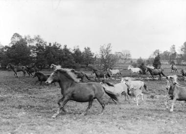 Der Film 'Die Rosse im Ried' zeigt 60 Jahre alte, eindrucksvolle Bilder der Wildpferde im Merfelder Bruch. <br>Foto: LWL </br>                 