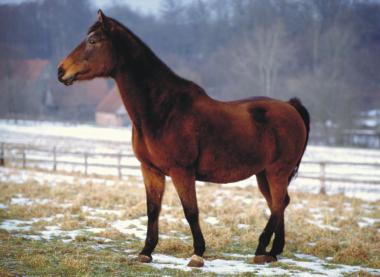 Sennerpferd auf der Museumsweide <br>Foto: Krukemeyer/WFM Detrmold</br>