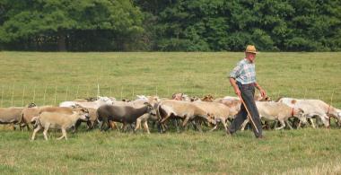 Eine Hütevorführung mit 140 Nolana-Schafen ist einer der Höhepunkte der Landesschafschau. <br> Foto: Landesverband Westfälischer Herdbuch-Schafhalter.</br>