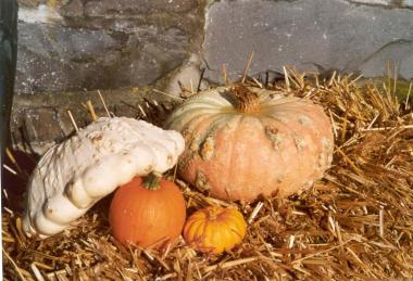 BU: Beim Herbstfest des LWL-Freilichtmuseums Hagen dürfen Kürbisse natürlich nicht fehlen.<br>Foto: LWL</br>