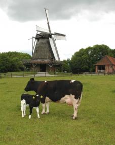 ¿Betty¿ und ihr Kälbchen ¿Brunhilde¿ gehören zu der sehr selten gewordenen Rasse des Schwarzbunten Niederungsviehs.<br>Foto: LWL>/br>