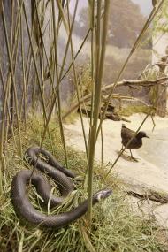Ringelnatter und Teichhuhn sind an der natürlichen Ems zu Hause.<br> Foto: LWL/Egbert</br>