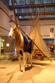 Nur mit Hilfe von Pferden konnten die großen Tipis von den Indianern durch die Prärien transportiert werden.<br>Foto: LWL/Lagers</br> 
