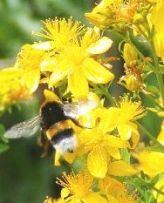 Insekten wie diese Hummel stehen im Mittelpunkt der nächsten Öko-Werkstatt in der Henrichshütte.<br>Foto: LWL</br>  