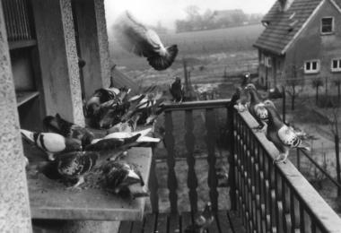 Taubenschlag im Ruhrgebiet, 1950er Jahre.<br>Foto: LWL</br>
