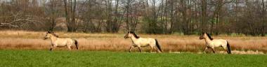 Wildpferde an der Ems.<br>Foto: NABU/Steven</br>
