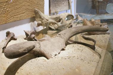 Der Schädel eines Auerochsen in der Ems-Ausstellung.<br>Fotos:LWL/Egbert</br>