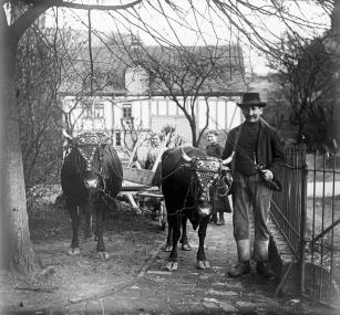 Siegerländer Bauer mit einem Ochsengespann<br>Foto: LWL</br>