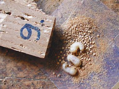 Die Larven von " Xestobium rufovillosum" fressen sich auch durch Eichenholz.<br>Foto: BFH/Noldt</br>