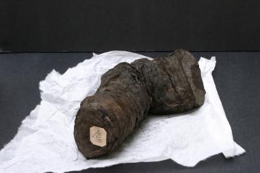 Ein schwarzes Häufchen und doch ein Schatz: In der Ausstellung in Haltern zeigt der LWL zwei verkohlte Papyrusrollen aus Herculaneum. <br>Foto: LWL/Mühlenbrock</br>
