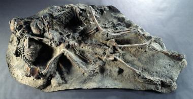 Menschliche Schicksale, unter Vulkanasche begraben: Dank neuer Techniken konnten die Forscher die Knochen der verschütteten Opfer ¿lesen¿. <br>Foto: Luciano Pedicini, Neapel</b>