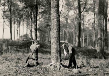 Wie hier bei Bad Fedeburg wurden früher Bäume gefällt. <br/>Foto: Grobbel