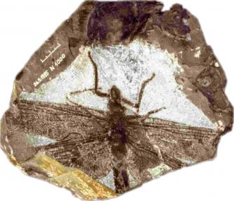 Die Ur-Libellenart Namurotypus sippeli wurde in Hagen-Vorhalle entdeckt.<br>Foto: LWL<br />