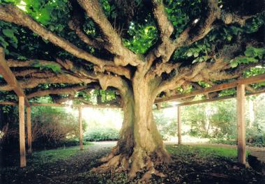 Gestaltete Natur als Denkmal ¿ Tanzlinde in Rheine-Bentlage (Kreis Steinfurt).<br/>Foto: LWL