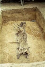 Pferdeskelett mit angebundenem Hund ¿ Ein Tieropfer aus der Zeit der Christianisierung.<br/>Foto: LWL