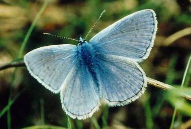 Schmetterlinge stehen im Mittelpunkt der nächsten Ökowerkstatt auf der Henrichshütte.<br> Foto: LWL<br />