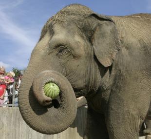 Auch die Elefanten im Allwetterzoo erwarten bis in die Nacht hinein Besucher. <br>Foto: Allwetterzoo<br />