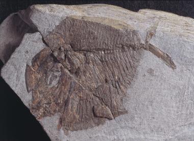 Vor 93,5 Millionen Jahre lebte dieser Fische. Die Fundstelle Borgholzhausen (Kreis Gütersloh) lag damals im Meer. <br/>Foto: LWL