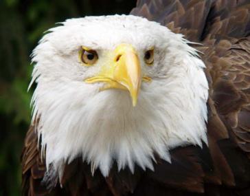 Weißkopfseeadler. <br>Foto: Greifvogelstation im Wildgehege Hellenthal<br />
