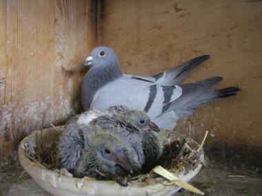 Tauben stehen im Mittelpunkt der LWL-Ausstellung ¿Das Glück fliegt in der Luft¿ in der Henrichshütte Hattingen.<br>Foto: LWL<br />