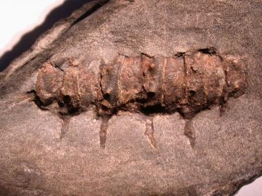 "Tausendfüßer" aus der ausgestorbenen Gruppe der Archipolypoda. Diese Gruppe zeichnet sich durch eine kräftige Bedornung aus. Das Exemplar ist der Erstnachweis dieser "Tausendfüßer" für das steinkohleführende Oberkarbon in Nordrhein Westfalen.<br/>Foto: LWL/Schöllmann