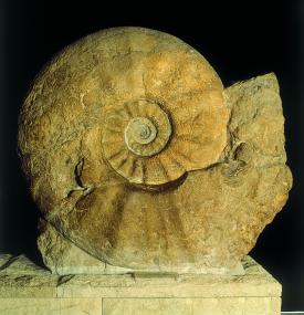 Der aus der Kreidezeit stammende Riesenammonit (Parapuzosia seppenradensis) mit einem Durchmesser von 1,80 Meter wurde in Seppen-rade gefunden. Seit 1895 ist er in Münster zu Hause. Nach über zehn Jahren im Dornröschenschlaf ist er nun wieder öffentlich zu sehen.&lt;br/&gt;Foto: LWL/Thomas 