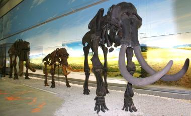 Drei Skelette von einem Steppenelefant und zwei Mammuts zeigen die Entwicklung der größten Landsäugetiere, die hervorragend an unterschiedliche Klimate angepasst waren.<br> Foto: LWL/Freigang.<br />