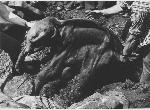 Ein Foto von der Entdeckung des Mammut-Babys. <br>Foto: Zoologisches Museum der Russischen Akademie der Wissenschaften, St. Petersburg<br />