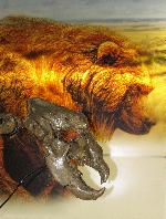 Höhlenbären lebten während der letzten Warm- und Kaltzeiten in Europa. Dieser kommt aus Goyet in Belgien und ist zwischen 40 000 und 30 000 Jahren alt. Die gemalte Kulisse zeigt die originale Größe. <br>Foto: LWL/Menne.<br />