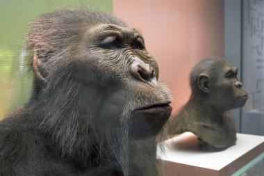 Zwei Menschenarten ¿ zwei unterschiedliche Wege sich an veränderte Umweltbedingungen anzupassen. Links der ¿Nussknackermensch¿, recht ein Homo habilis. Foto: LWL/Menne.
