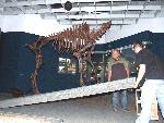 So schwer wie das große Skelett des Auerochsen aussieht, ist es gar nicht, betont Chefpräparator Werner Beckmann (l.), der das Ur-Tier zusammen mit dem Präparationsvolontär Maik Löpers in der Fossilien-Ausstellung aufbaut. <br>Foto: LWL/Knoche<br />