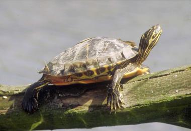 Ausgesetzte Wasserschildkröten gehören inzwischen zu den häufigsten Reptilien im Ruhrgebiet. Foto: Biologische Station östliches Ruhrgebiet.