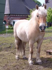 Ponys stehen zum Ausritt rund um die Zeche Hannover bereit. <br>Foto: LWL<br />