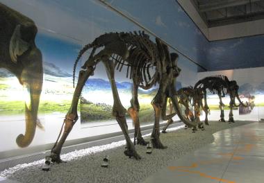 In der langen Museumsnacht stehen die Riesen der Eiszeit im Mittelpunkt.	Foto: LWL/Menne. 