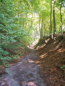 Tief hat sich die alte Poststraße bei Darup (Kreis Coesfeld) als Hohlweg ins Gelände eingeschnitten. Foto: LWL/Tenbergen.