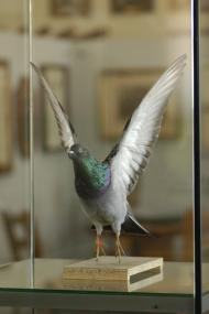 Präparierte Taube in der Ausstellung "Das Glück fliegt in der Luft". <br>Foto: LWL<br />