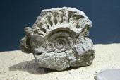Verlängert wird die Ausstellung über die "Versteinerten Schätze Westfalens" im LWL-Naturkundemuseum.<br>Foto: Emmerich/Münster<br />