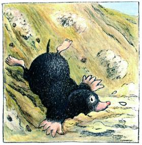 Die Abenteuer des Museumsmaulwurfs Kalle stehen im Mit-telpunkt des Familiensonntags. <br>Illustration: LWL/Waltke.<br />