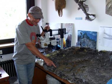 Manfred Schlösser vom Grabungsteam zeigt in der Werkstatt des LWL-Museums für Naturkunde einen der Sedimentblöcke, in denen das Saurierskelett verborgen liegt. Foto: LWL/Fialla