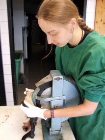 Wie das dünnschneiden von Tierhäuten richtig funktioniert zeigt hier Patricia Keblowski. Auf einem Workshop der Internationalen Arbeitstagung des Verbandes Deutscher Präparatoren im LWL-Museum für Naturkunde  wird es am Mittwoch  allen interessierten Teilnehmern gezeigt. <br>Foto: LWL/Fialla<br />