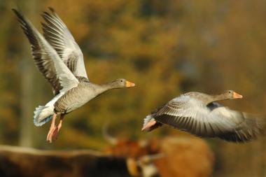 Die auffliegenden Graugränse des Fotografen Detlev Behrens und weitere Tiere Westfalens sind ab sofort im LWL-Museum für Naturkunde in einer Sonderausstellung zu sehen.<br>Foto: Behrens<br />