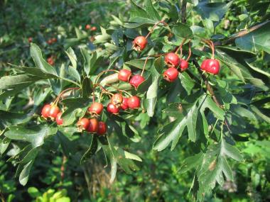 Die Früchte des Weißdorn bringen im Herbst Farbe auf's Zechengelände. <br>Foto: LWL<br />