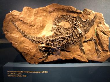 Auch ein Vorläufer der Dinosaurier, Protorosaurus, ist in der Sonderausstellung "verSTEINerte SCHÄTZE Westfalens" zu sehen. Foto: LWL.