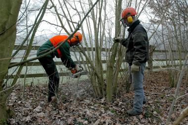 Die Gärtner des LWL-Freilichtmuseums setzen die Wallhecken ¿auf den Stock¿, um sie auf Dauer zu erhalten. <br>Foto: LWL<br />
